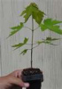Qty-200 Carolina Red Maple Seedlings 